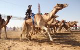 camel-festival-neil7.jpg