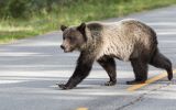 Roads_Brown_Bears_465209.jpg