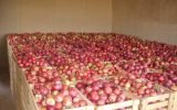 Issykul_BIO_plodopitomnik_2014__apple.JPG